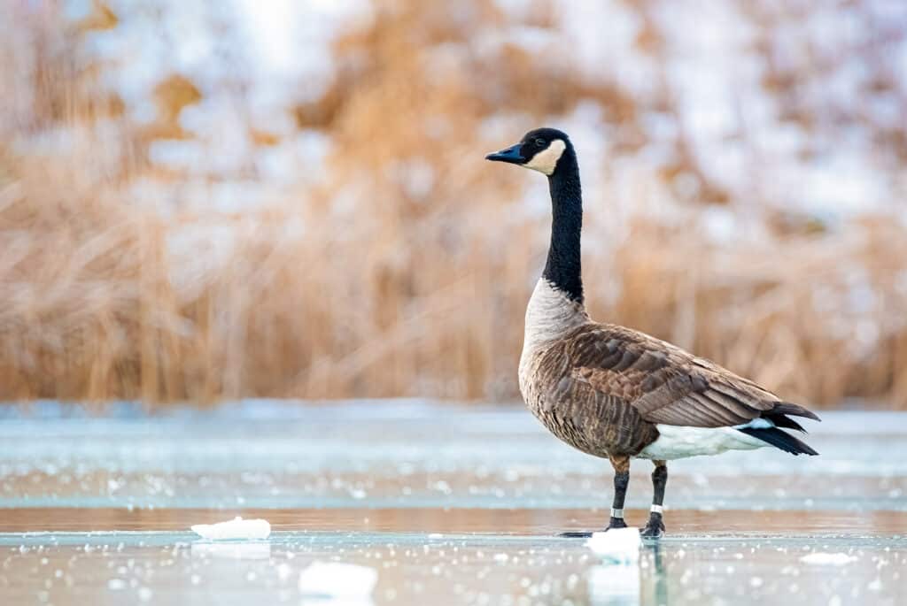 Un'oca del Canada, inquadratura a destra, guardando a sinistra, è in piedi con le ali ripiegate sul ghiaccio, uno stagno/lago ghiacciato.  L'oca è per lo più grigio/taupe con un lungo collo scuro e una gola bianca.  I suoi piedi non sono visibili.