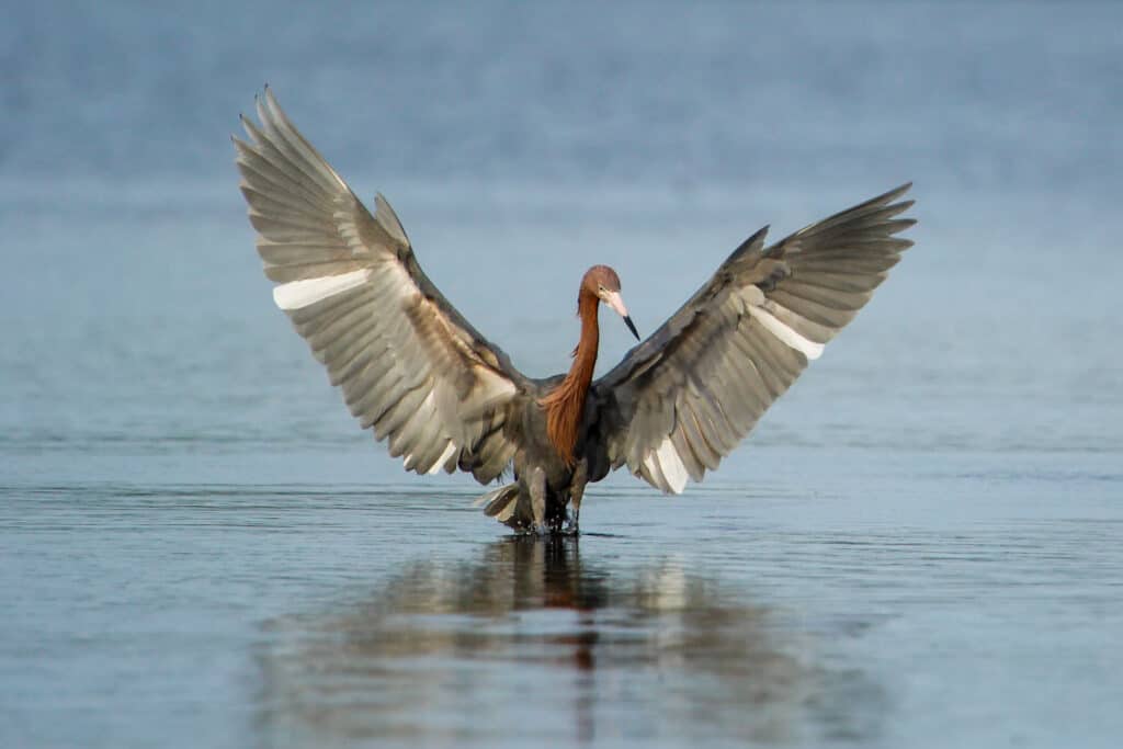 Garzetta rossastra (Egretta rufescens) alta in acqua con le sue enormi ali spiegate.  Ha lungo il collo sottile.  Principalmente marrone con una barra bianca / trippa che corre verticalmente su ciascuna ala.  Lo sfondo è acqua e cielo lontano.