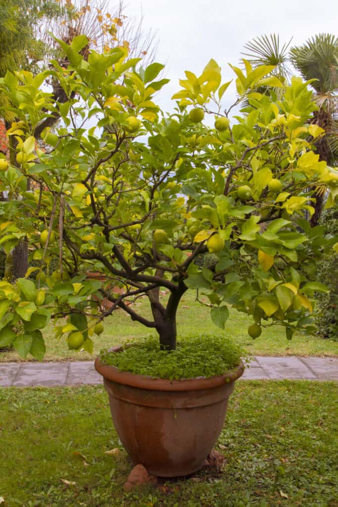 un albero di limoni in un grande vaso di terracotta su un prato di erba verde tagliata, con un marciapiede dietro, e poi altro prato verde.
