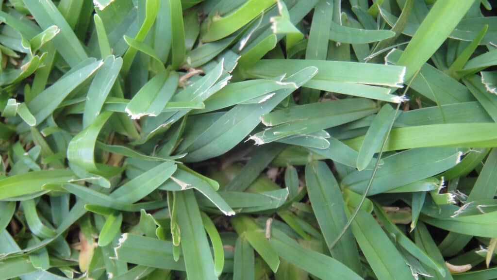 Primo piano dell'erba verde millepiedi