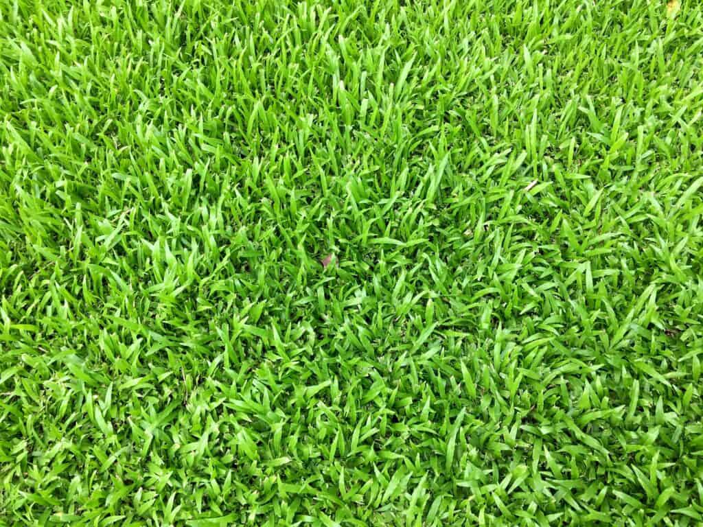 Zoysia matrella erba