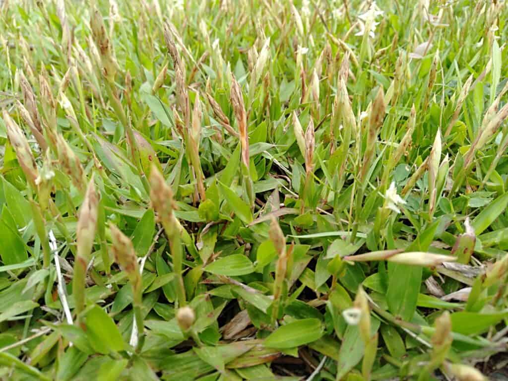 Zoysia matrella erba in fiore