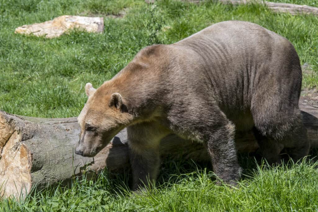 Orso grolar / orso pizzly