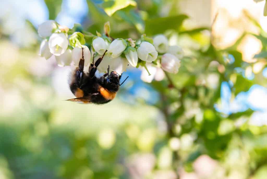 Un'ape che raccoglie il nettare dai fiori di mirtillo