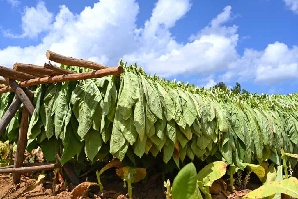 Foglie di tabacco giallo-verdastro raccolte, parzialmente secche, appese uniformemente su aste di legno naturale che si asciugano al sole contro un cielo blu e bianco parzialmente nuvoloso.