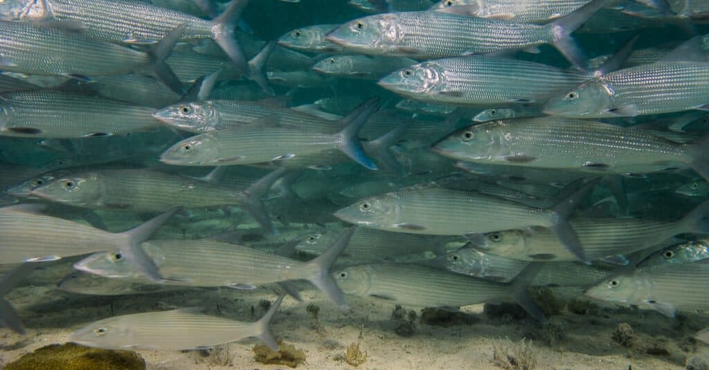 Uno dei pesci più veloci, il bonefish può vivere fino a 20 anni.  Sono relativamente piccoli e la loro forma li aiuta a nuotare velocemente.