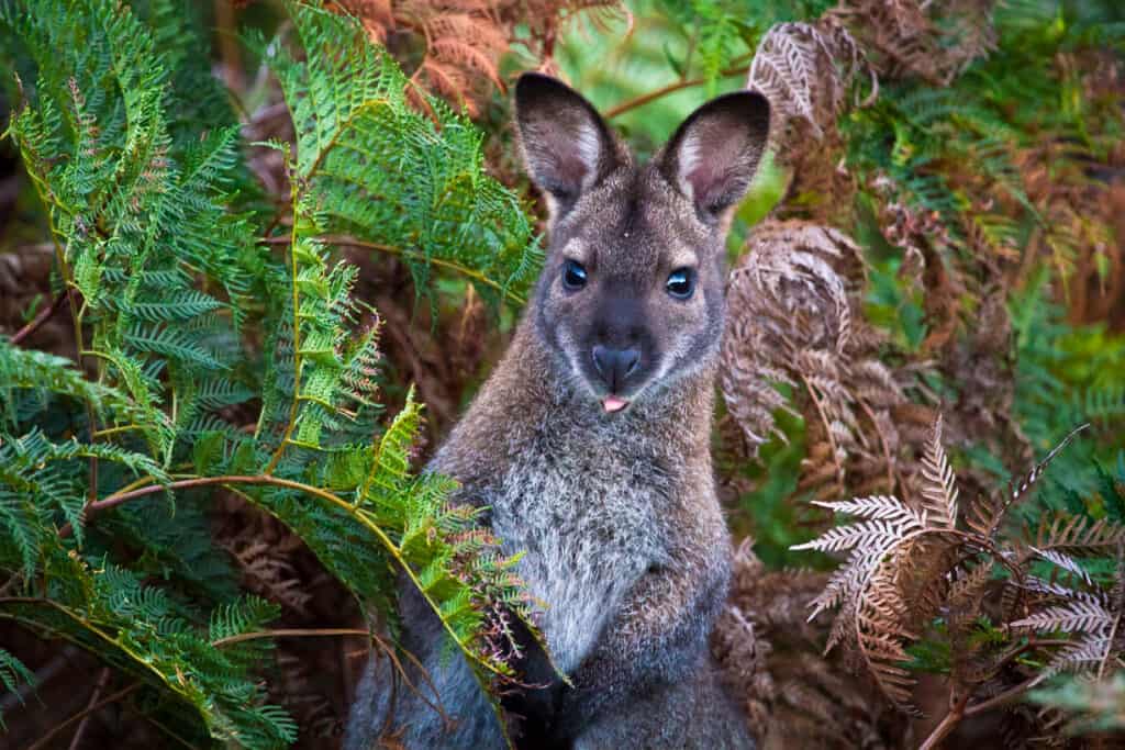 wallaby dal collo rosso