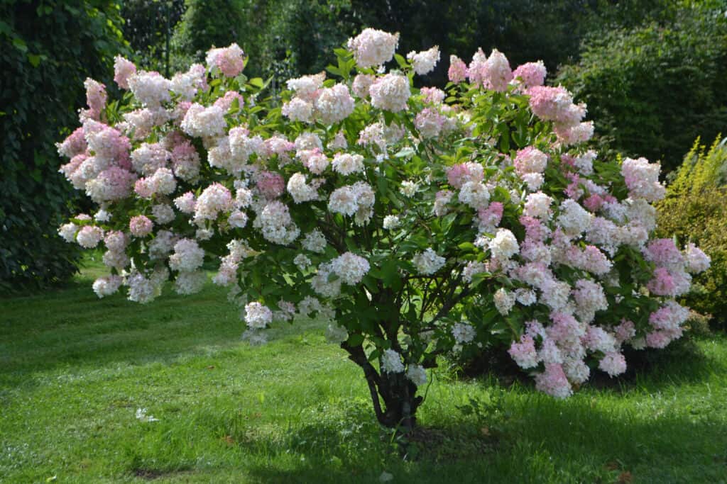 Limelight hydrangea potata per crescere in un albero