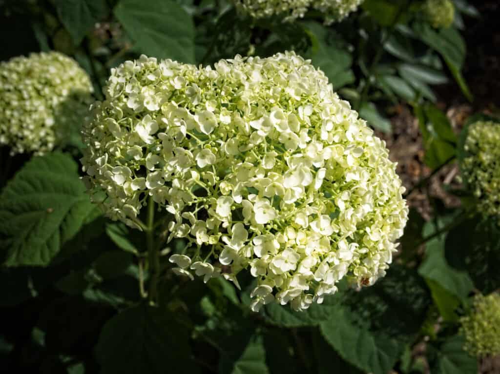 Ortensia Incrediball Verde lime che sfuma nel bianco