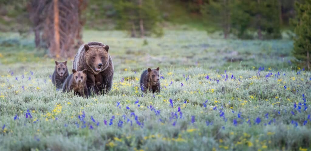 Orso grizzly con cuccioli