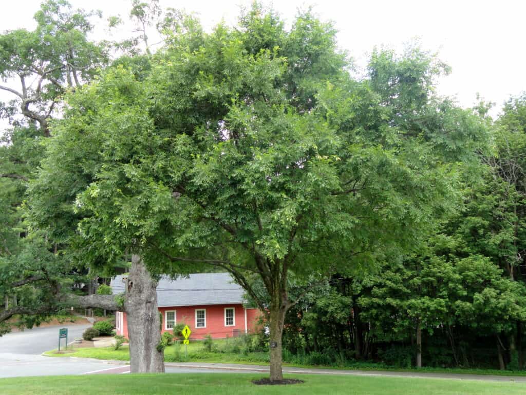 Ulmus parvifolia (olmo cinese)