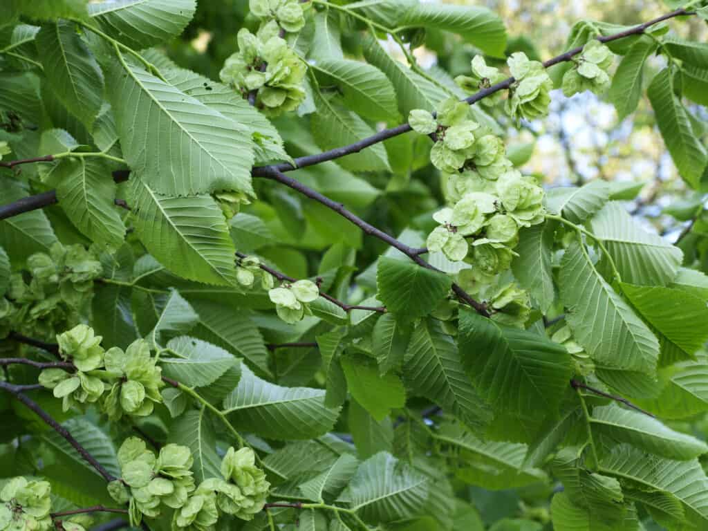 Fogliame dell'olmo siberiano (Ulmus pumila).