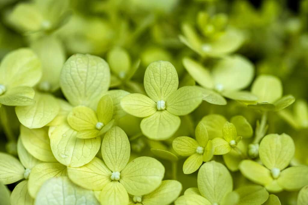 Chiuda in su dei fiori di ortensia verde ribalta