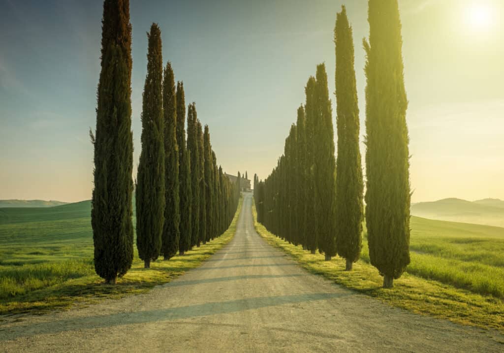 viale di cipressi italiani