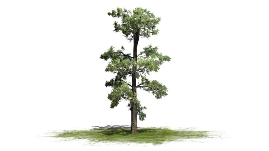 Pino bianco orientale - albero isolato su sfondo bianco