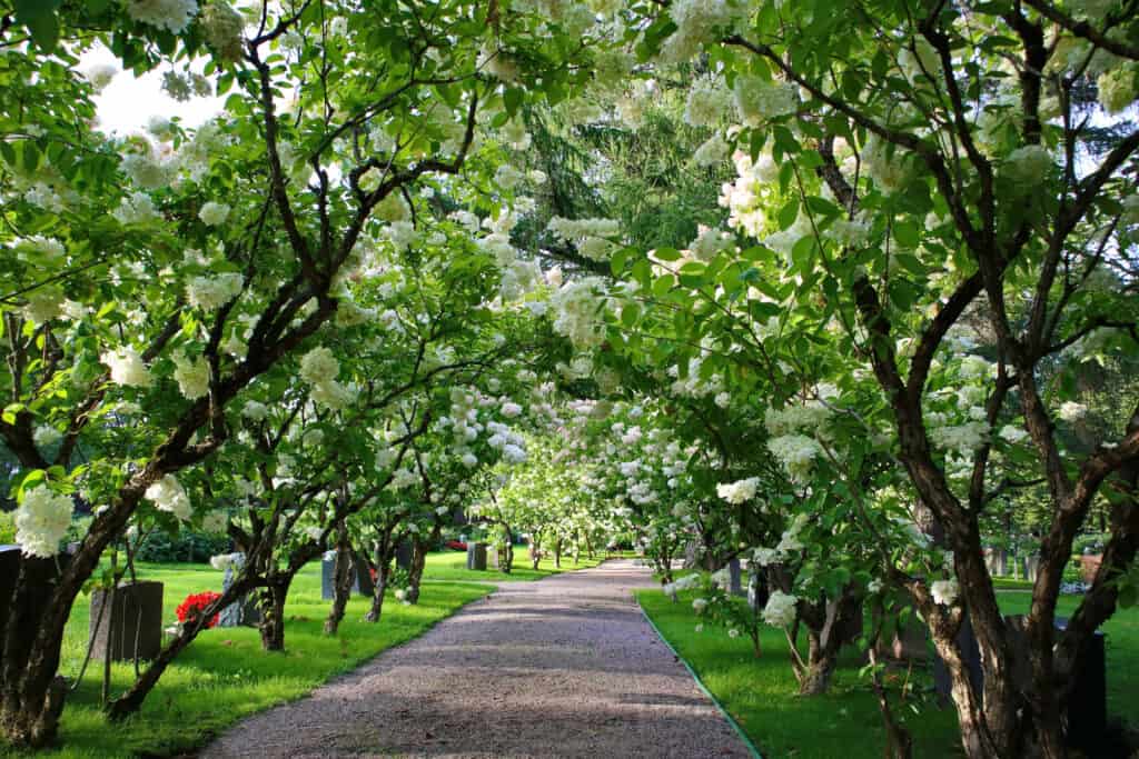 Hydrangea paniculata potata per crescere come alberi.