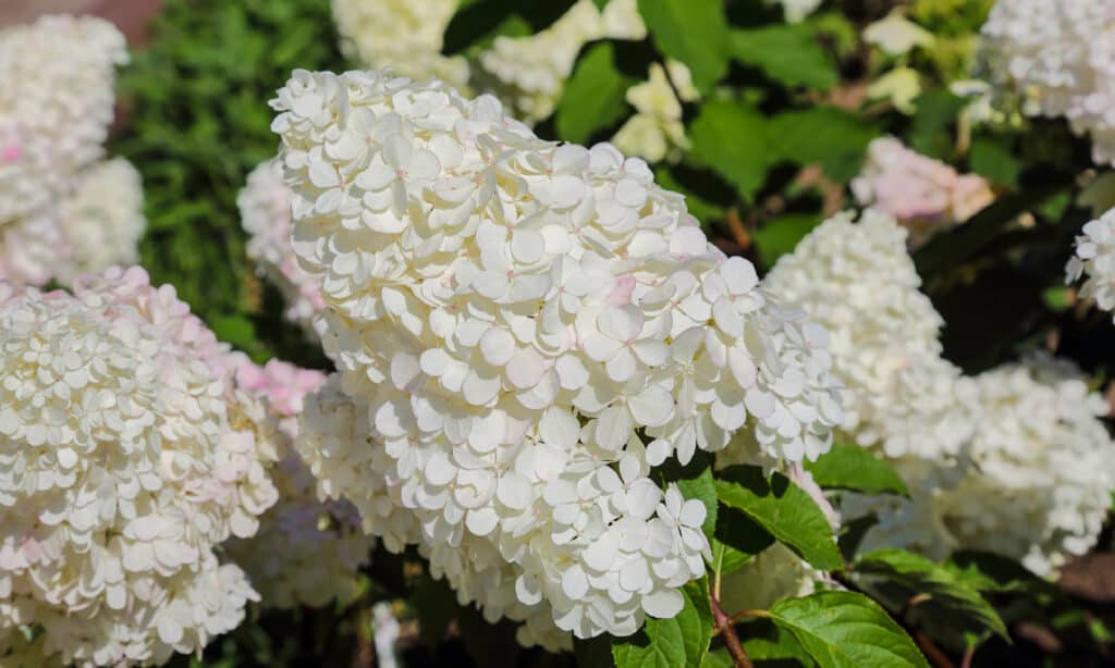 Hydrangea, The Limelight Nightclub - Manhattan, bellezza, fiore, botanica