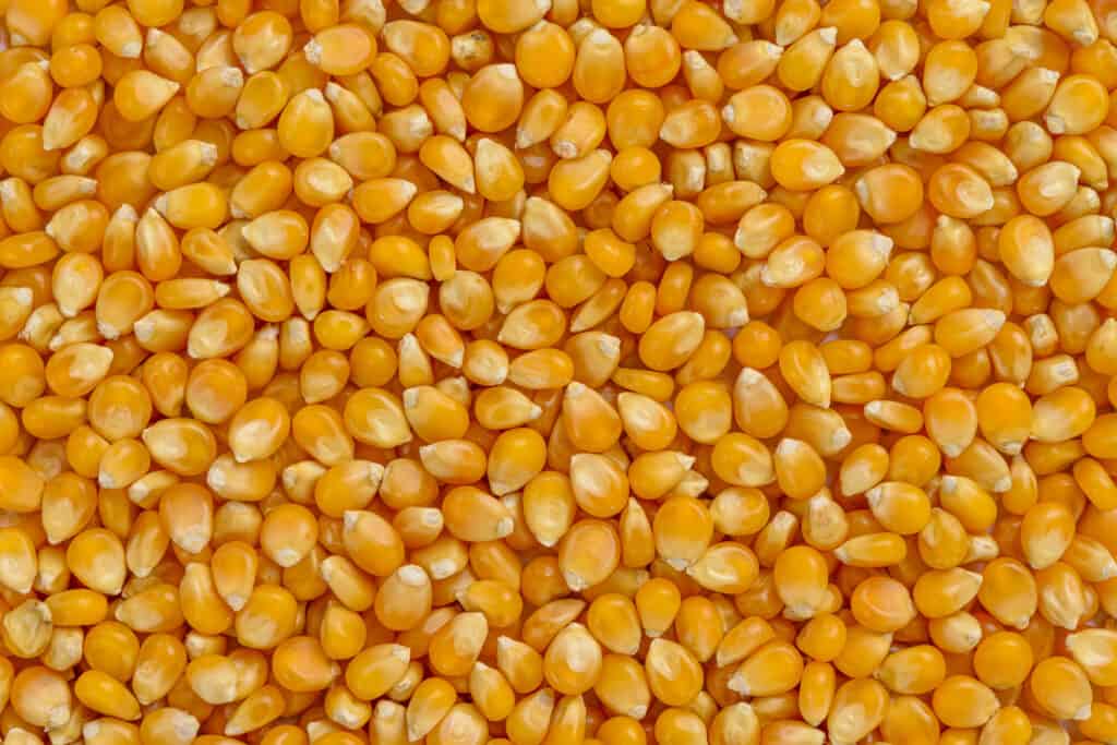 Telaio completo di cereali di mais