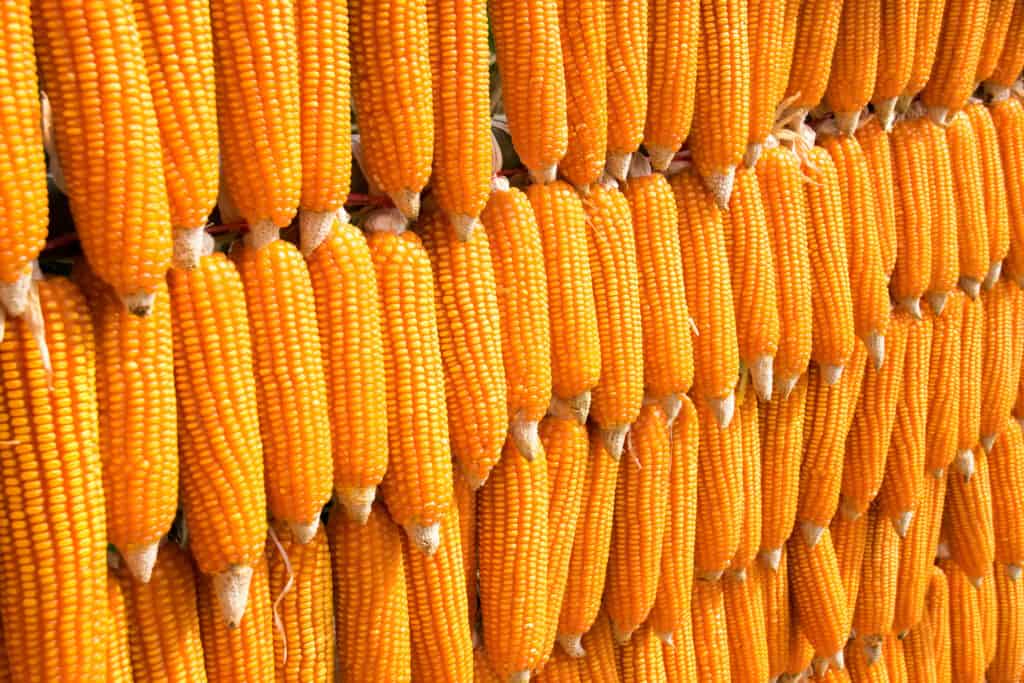 Array sort dent mais (Zea mays indentata)
