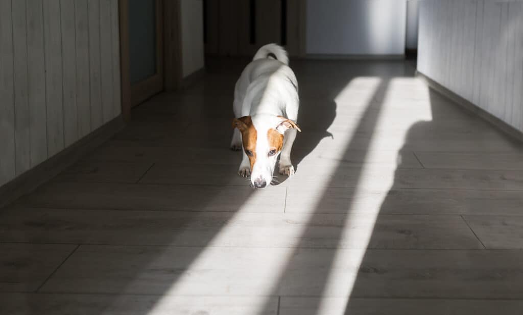 Jack Russell terrier cane che annusa il pavimento