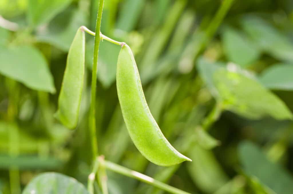 Un primo piano di giovani fagioli di lima giallo-verdi che crescono su una vite in un giardino.