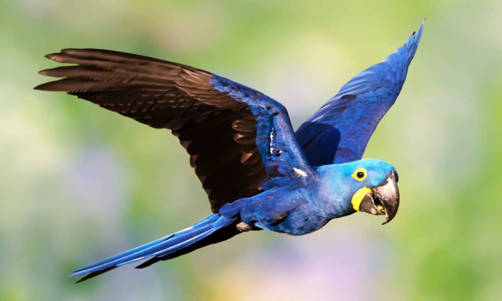 Volo dell'ara blu