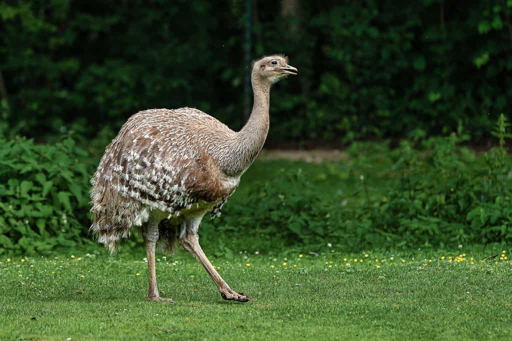 Rhea minore, nota anche come Rhea di Darwin.  Rea pennata.