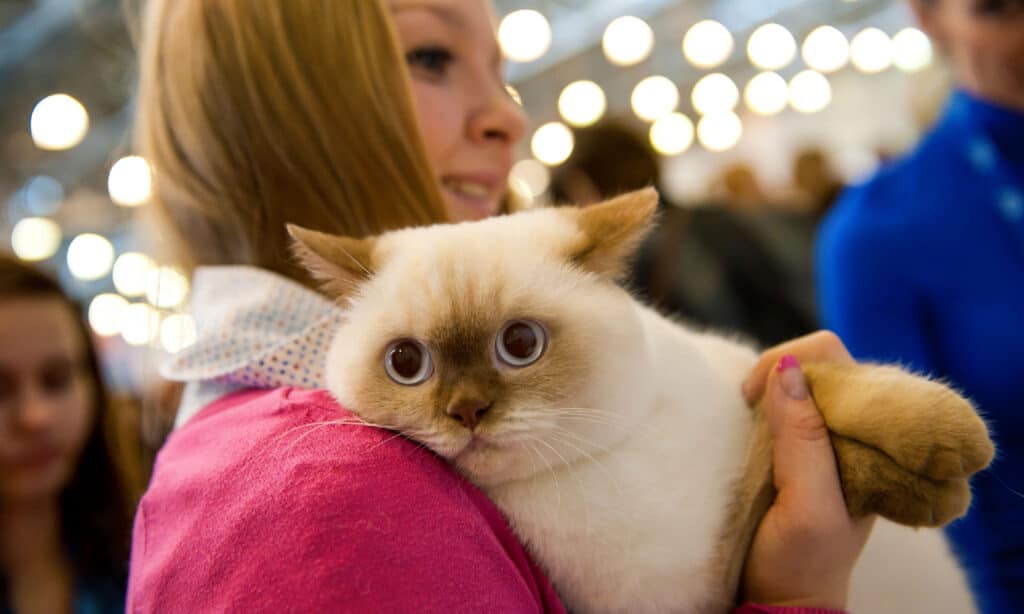 Gatto domestico, Esposizione, Animale, Evento annuale, Competizione