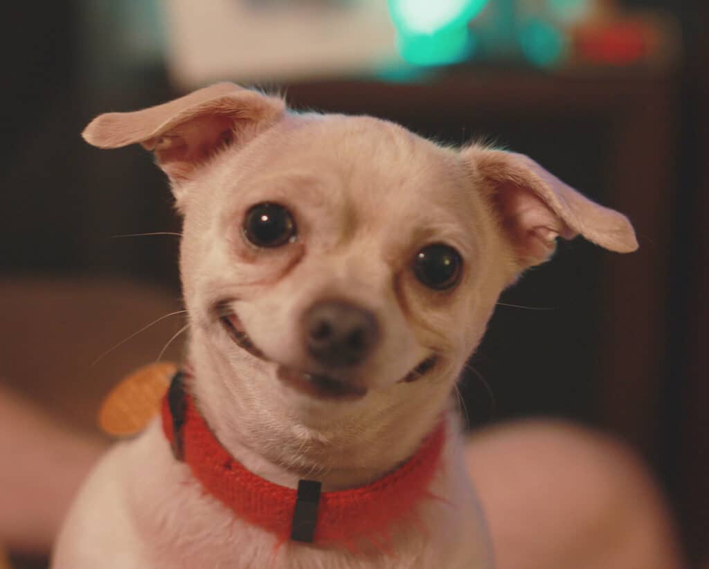 Cane, Umorismo, Sorridere, Soggetti con animali, Animale