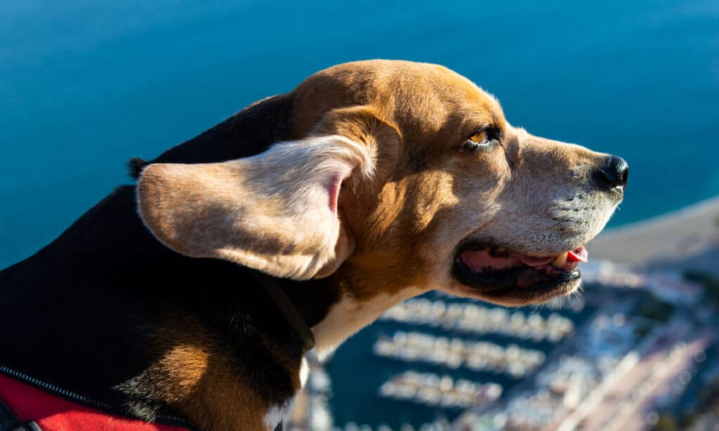 Animale, Beagle, Cane, Composizione orizzontale, Senza persone