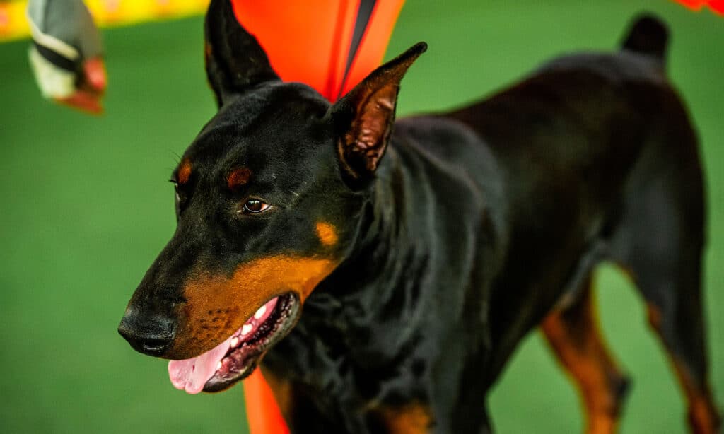 dobermann 