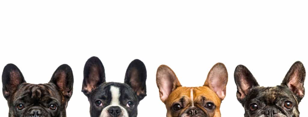 Bulldog francese, Sfondo bianco, Gruppo di animali, Panoramica, Animale