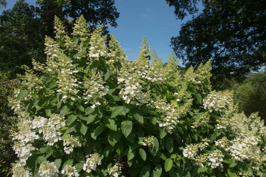 Ortensia paniculata in fiore.