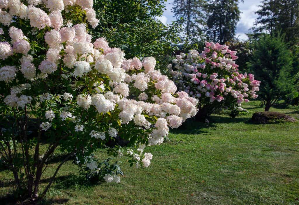 Ortensia paniculata fiorita in forma di albero.