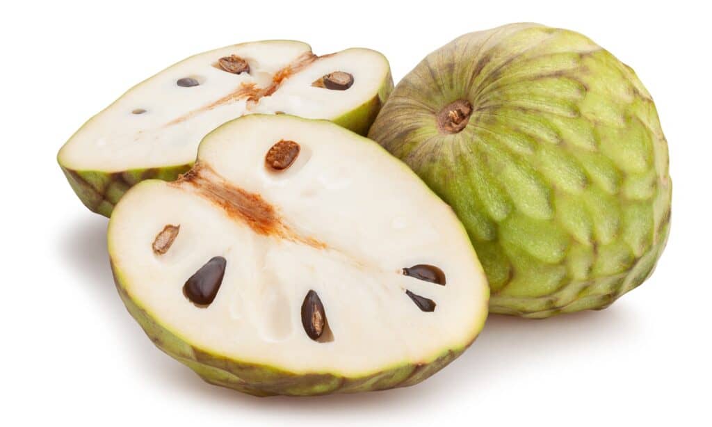 cherimoia isolata