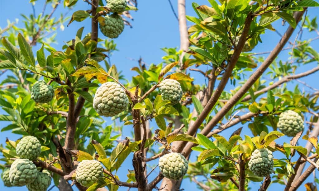 albero di cherimoya che cresce