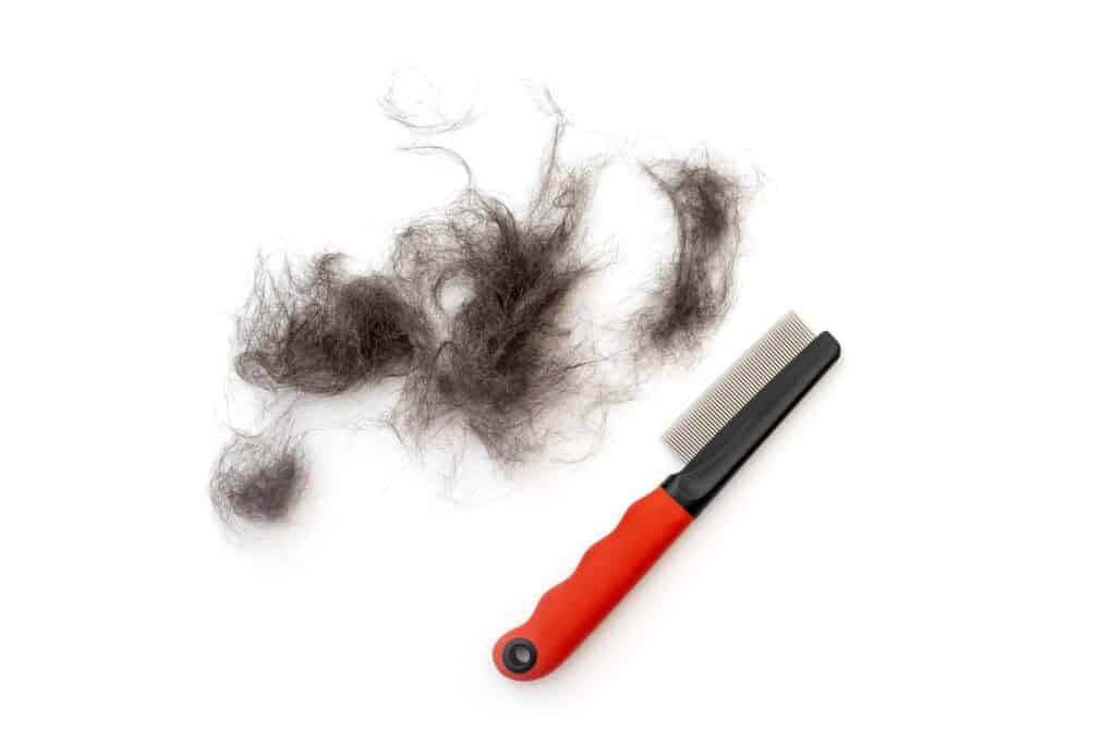 ciuffi di pelo di cane