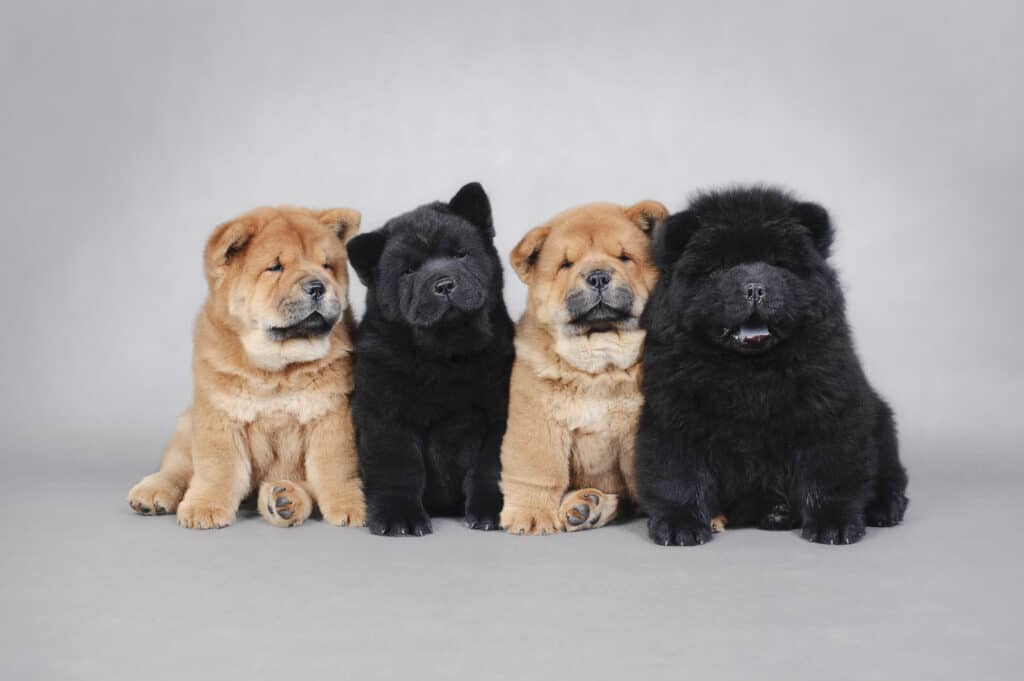 cucciolo chow chow