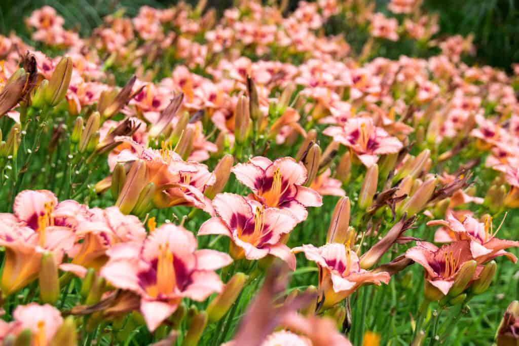 Fiori di daylily arancione in un giardino