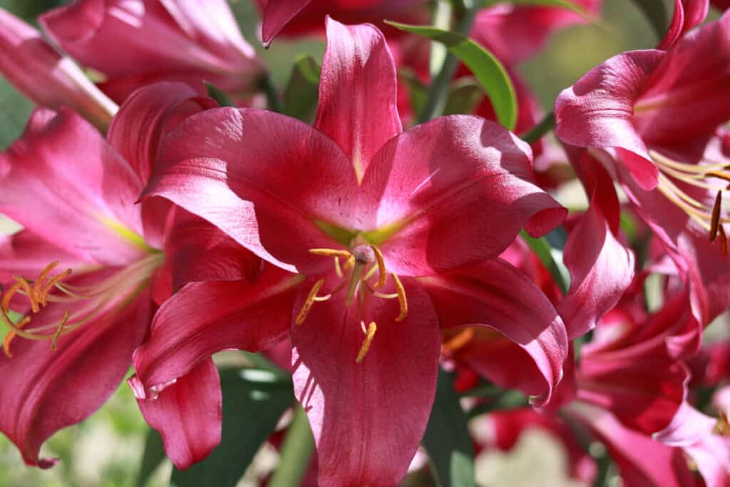Fiori di giglio asiatico rosa in fiore