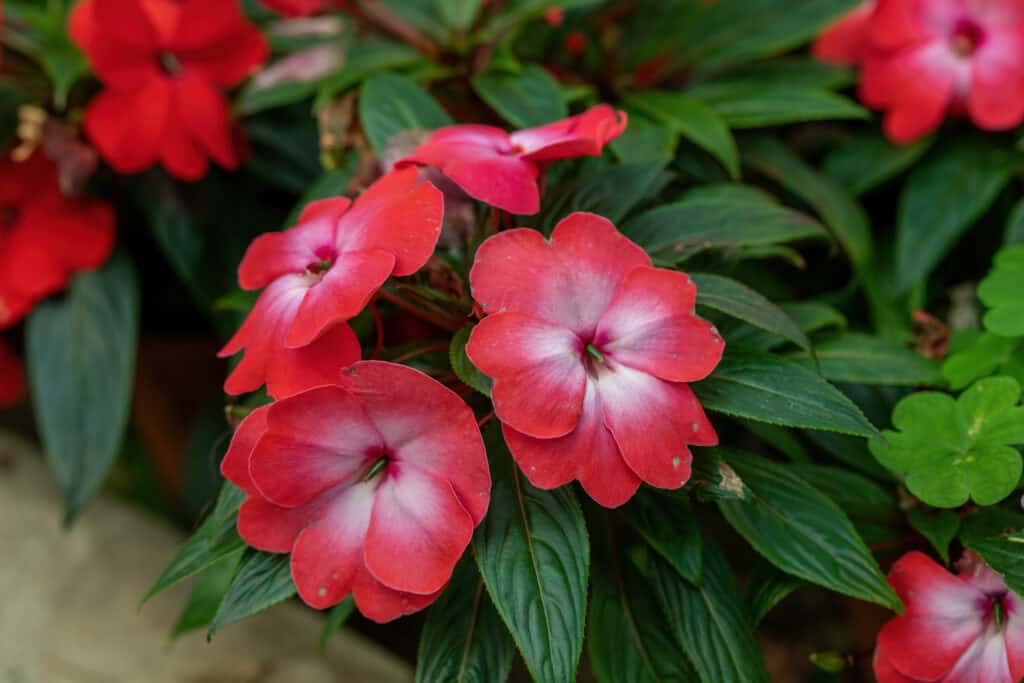 Impatiens bicolore rosso e bianco
