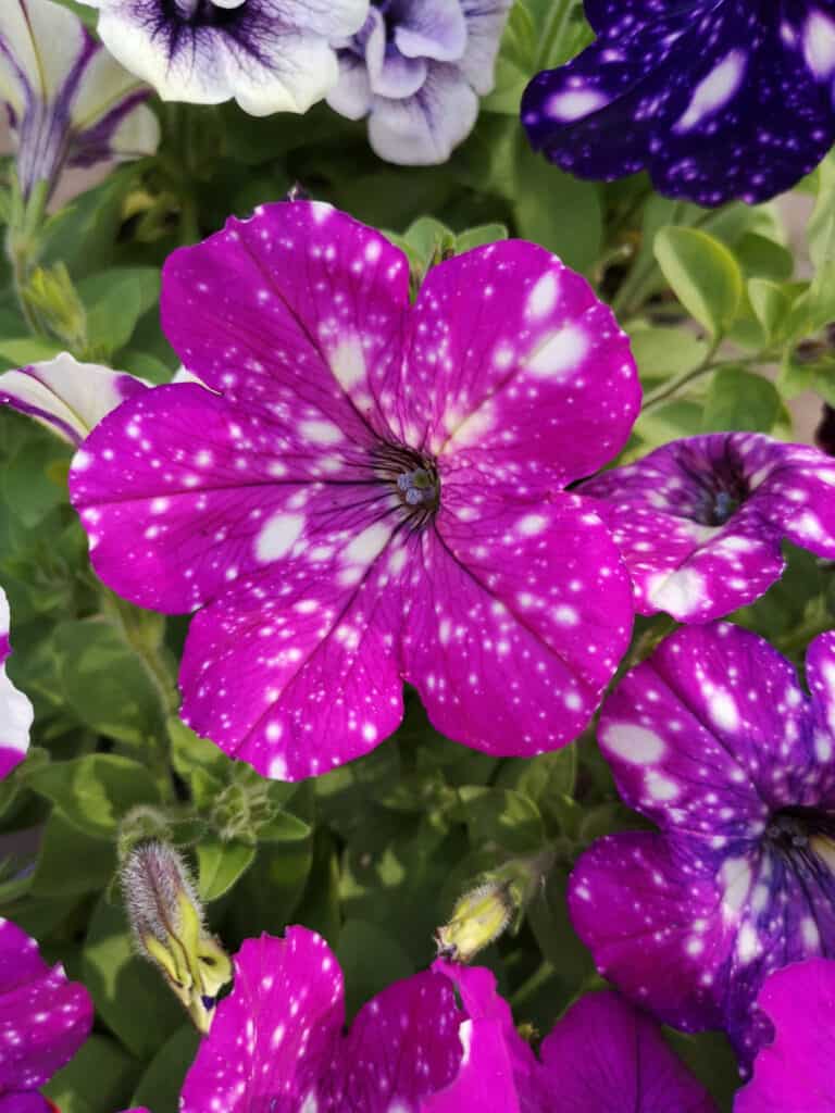 petunie viola maculate bianche