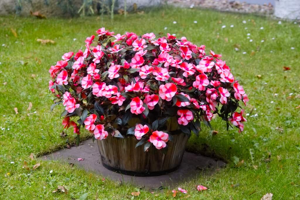 Impatiens rosso e bianco in vaso in botte