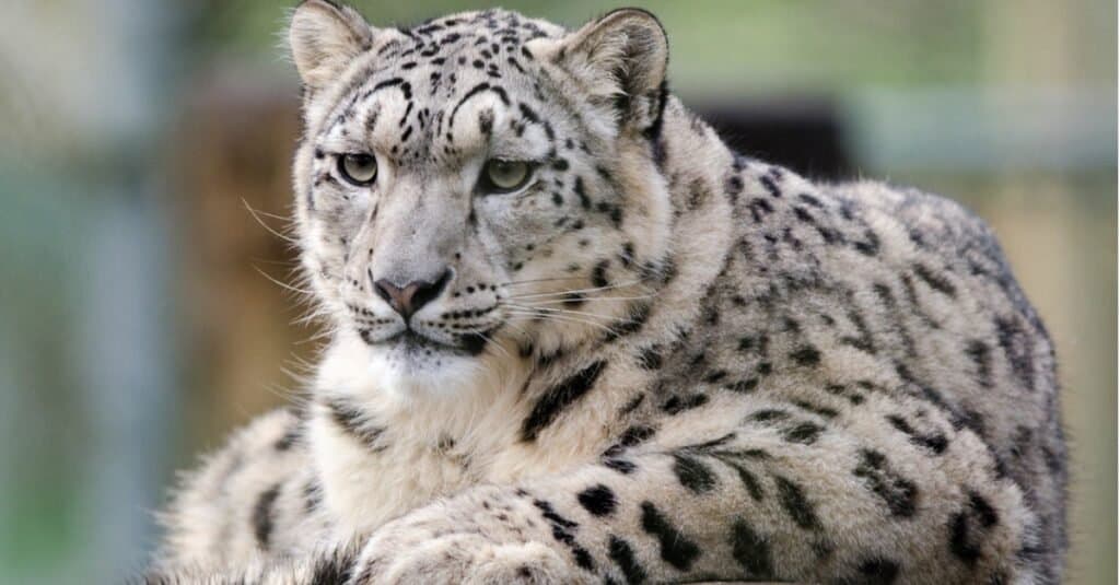 Tipi di gatti Jaguar - Snow Leopard