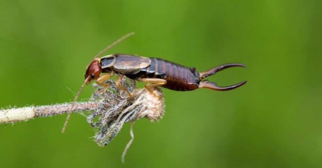 Bellissimo insetto Earwig Close Up, seduto su un fiore.