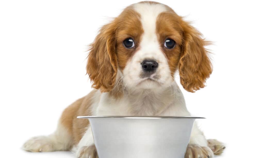Cavalier King Charles Puppy sdraiato davanti a una ciotola per cani metallica vuota, 2 mesi di età, isolata su bianco