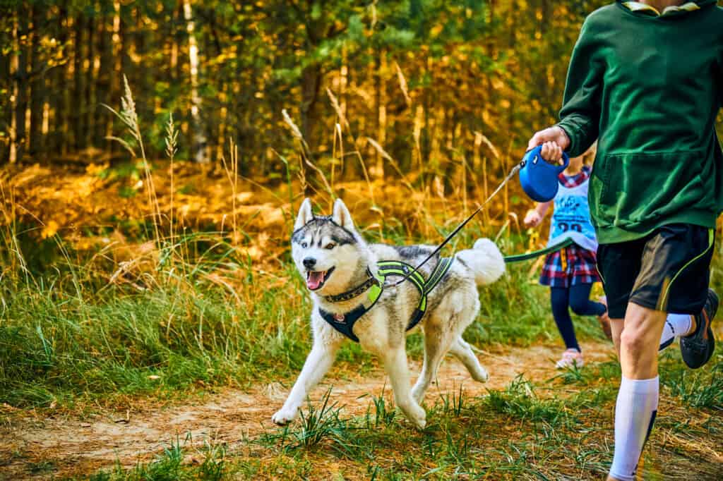 Un cane simile a un husky che fa jogging su un sentiero naturale sterrato / erboso.  Un uomo vestito con calze al ginocchio bianche, pantaloncini neri e una camicia grigia a maniche lunghe è inquadrato a destra con in mano un guinzaglio retrattile con involucro/maniglia blu.  Un bambino vestito con un abito scozzese multicolore e una canotta senza maniche azzurra con disegno nero corre dietro di loro Erbe dorate e alberi con foglie verdi completano la scena. 