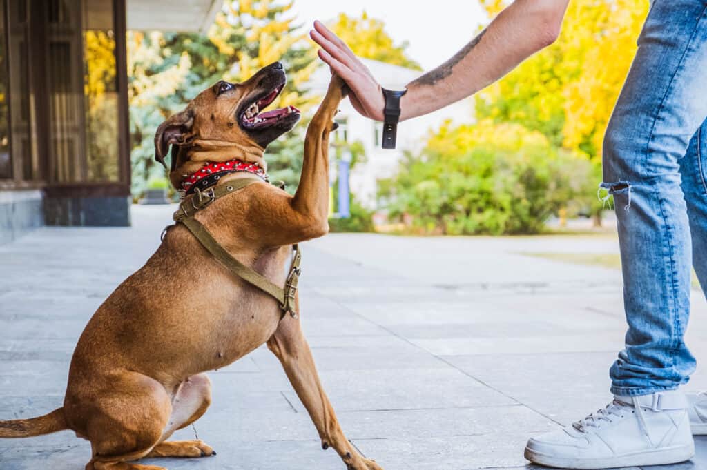 Cane, Dog Walking, Batti il cinque, Stretta di mano, Obbedienza