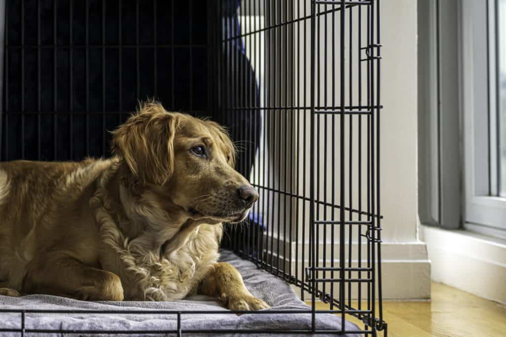 Golden retriever che riposa nella sua gabbia per cani