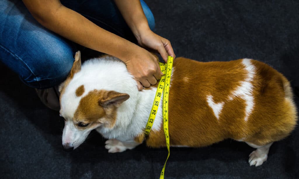 Cane, sovrappeso, diabete, misurazione, bilancia